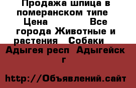 Продажа шпица в померанском типе › Цена ­ 20 000 - Все города Животные и растения » Собаки   . Адыгея респ.,Адыгейск г.